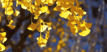 安徽淮南凤台一中银杏树_凤台一中银杏树_凤台县第一中学银杏树