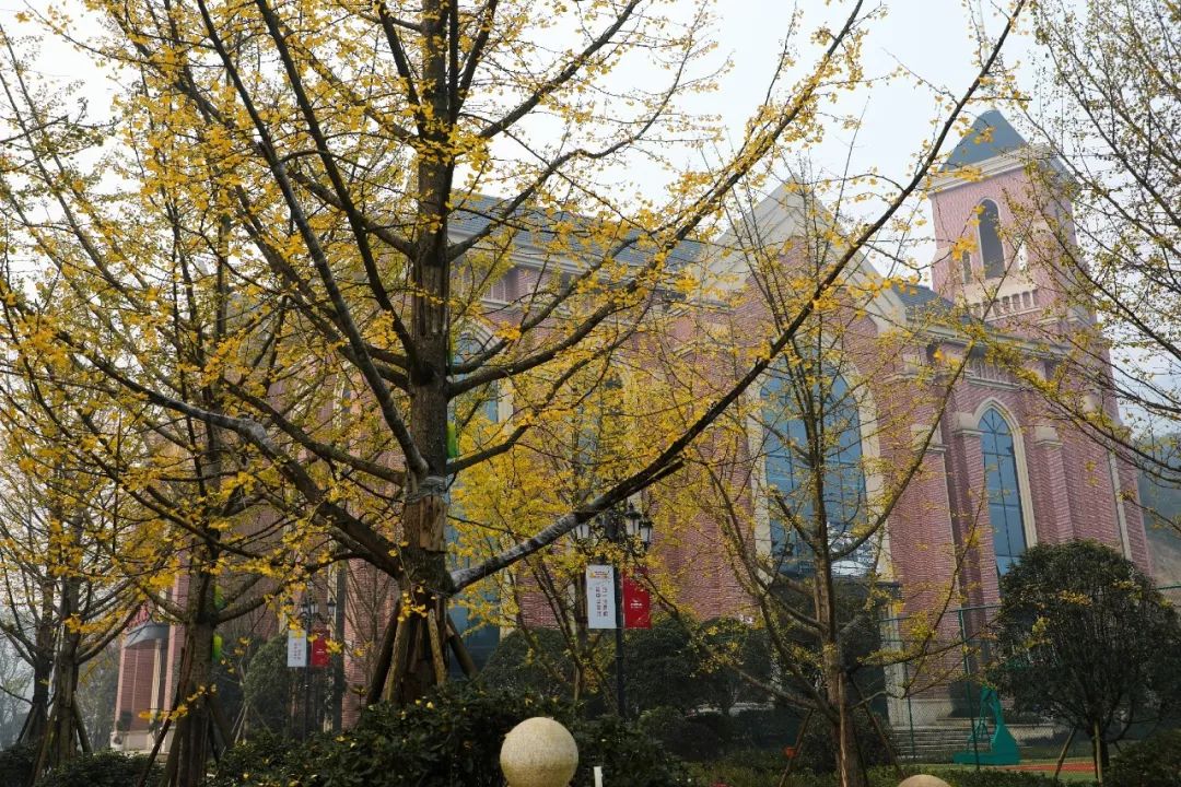 安徽淮南凤台一中银杏树_凤台一中银杏树_凤台县第一中学银杏树