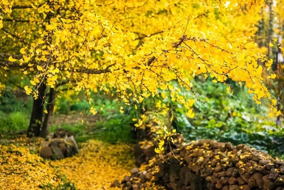 安徽淮南凤台一中银杏树_凤台县第一中学银杏树_凤台一中银杏树