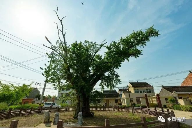 凤台县银杏树千年变红场景_凤台县第一中学银杏树_凤台一中银杏树