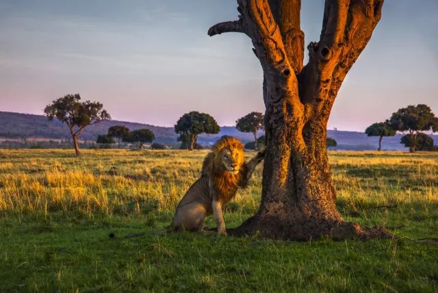 黑天鹅蛋糕店招聘_延吉蛋糕店招聘_黑蝴蝶蛋糕店