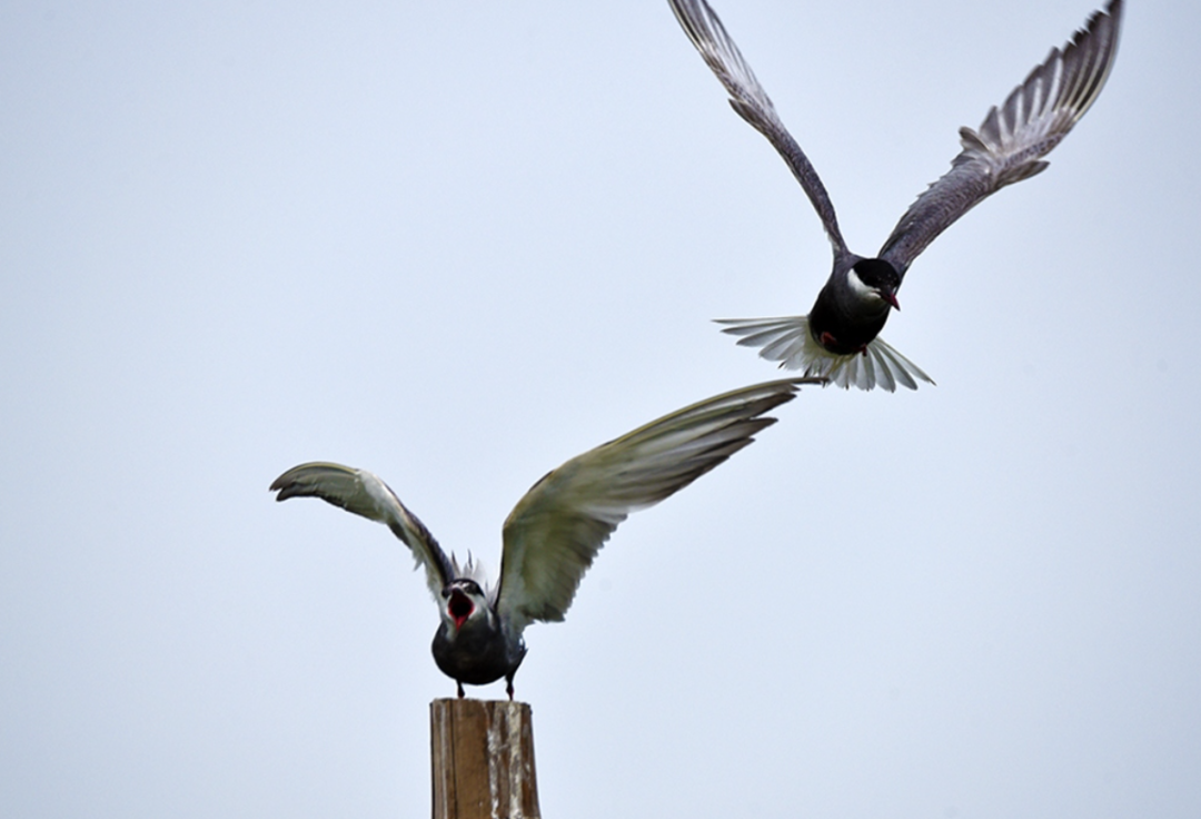 赢在职场:做不可替代的员工_员工替代性_职场被替代
