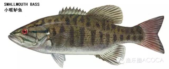 职场渔夫_职场渔乐圈钓鱼_职场渔乐圈