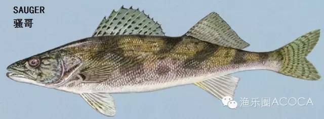 职场渔乐圈_职场渔乐圈钓鱼_职场渔夫