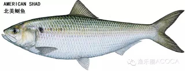 职场渔夫_职场渔乐圈_职场渔乐圈钓鱼