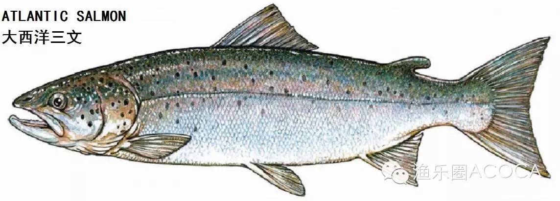 职场渔乐圈_职场渔夫_职场渔乐圈钓鱼