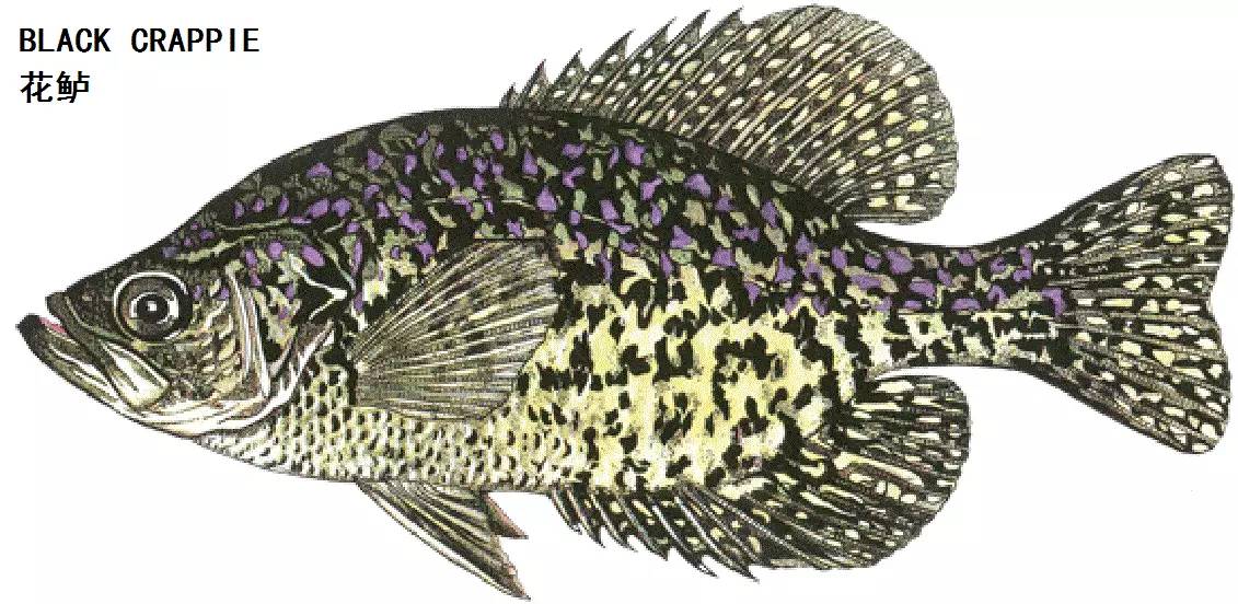 职场渔乐圈钓鱼_职场渔乐圈_职场渔夫