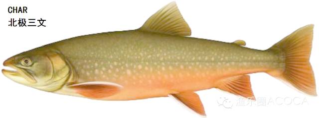 职场渔乐圈_职场渔乐圈钓鱼_职场渔夫