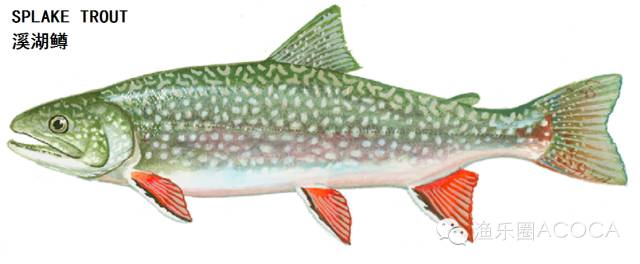 职场渔乐圈_职场渔乐圈钓鱼_职场渔夫