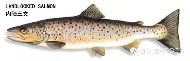 职场渔夫_职场渔乐圈钓鱼_职场渔乐圈