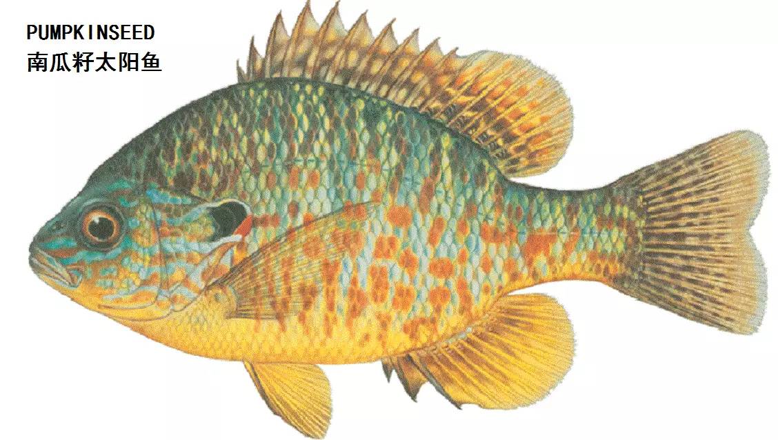 职场渔乐圈_职场渔乐圈钓鱼_职场渔夫