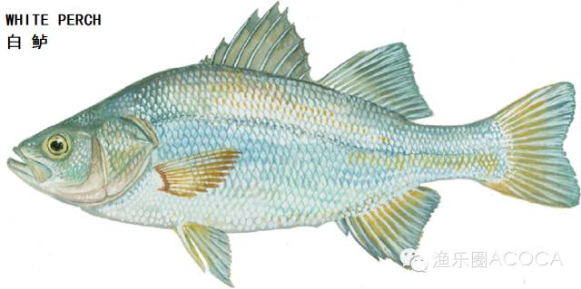 职场渔夫_职场渔乐圈_职场渔乐圈钓鱼