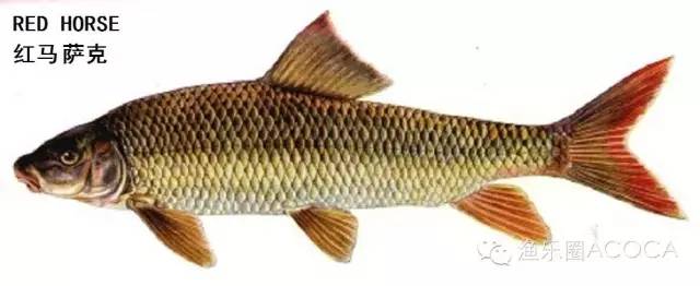 职场渔乐圈_职场渔乐圈钓鱼_职场渔夫