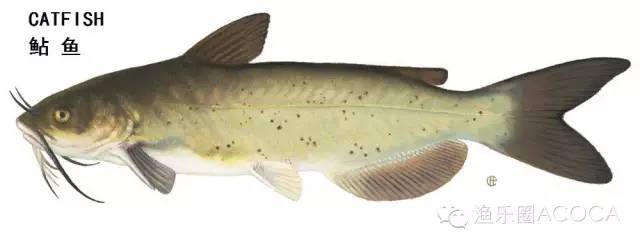 职场渔乐圈_职场渔乐圈钓鱼_职场渔夫