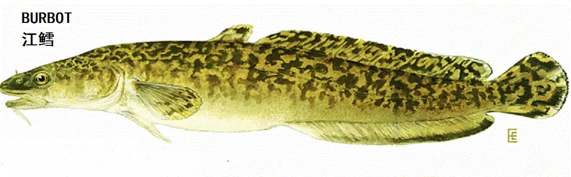 职场渔夫_职场渔乐圈_职场渔乐圈钓鱼