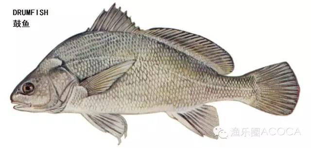 职场渔乐圈_职场渔乐圈钓鱼_职场渔夫