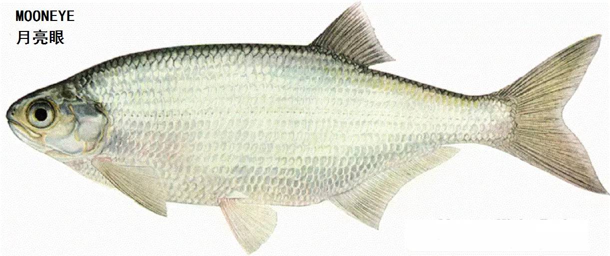 职场渔乐圈_职场渔乐圈钓鱼_职场渔夫