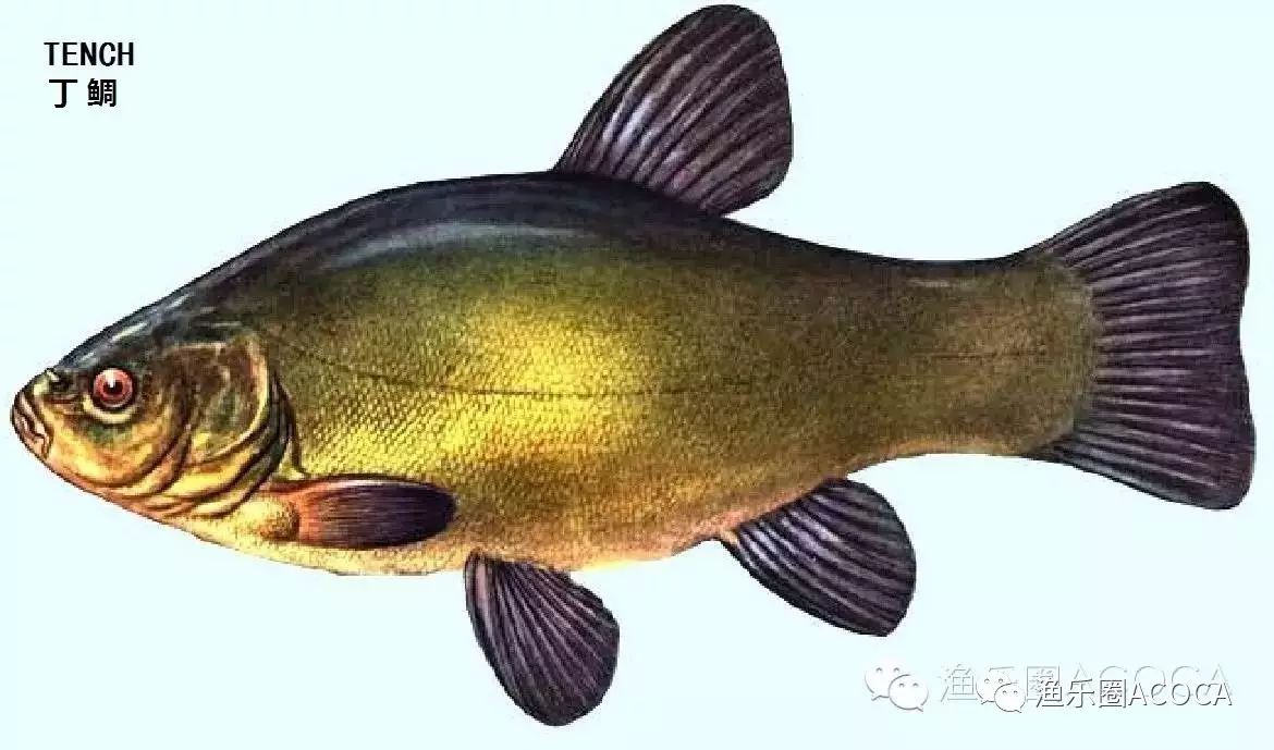 职场渔夫_职场渔乐圈钓鱼_职场渔乐圈