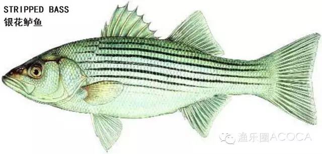 职场渔夫_职场渔乐圈钓鱼_职场渔乐圈