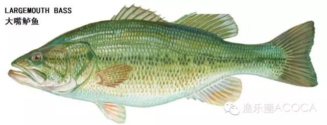 职场渔夫_职场渔乐圈钓鱼_职场渔乐圈