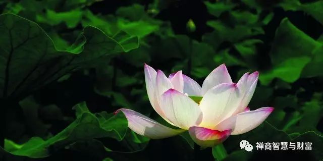 青岛招聘素食面点师信息_青岛市区面点师招聘_青岛素食招聘面点师