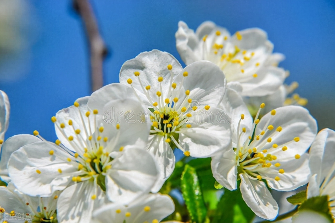新疆模特米娜_平面设计师招聘_新疆平面模特招聘