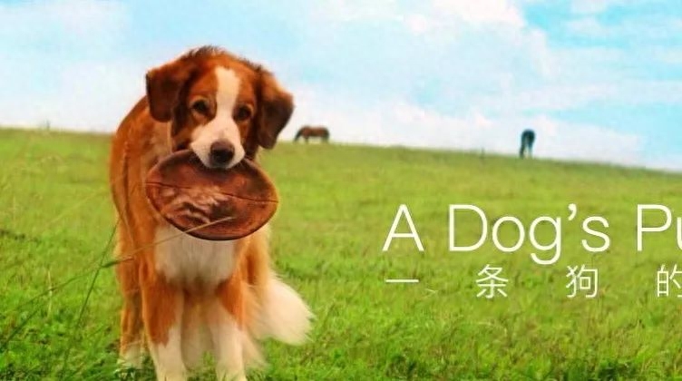 英语职场应用_职场应用英语交际教程_职场应用英语作文模板