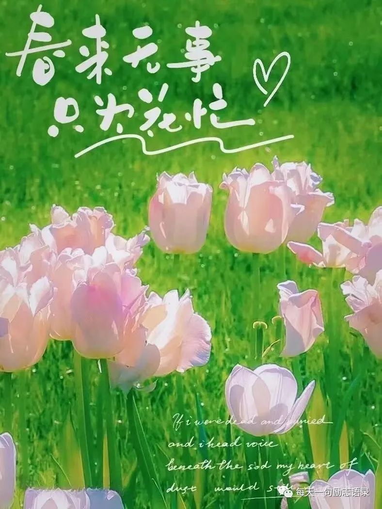 早安心灵鸡汤励志职场_心灵毒鸡汤_早安鸡汤语录