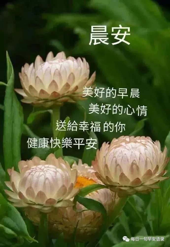 早安心灵鸡汤励志职场_早安鸡汤语录_心灵毒鸡汤