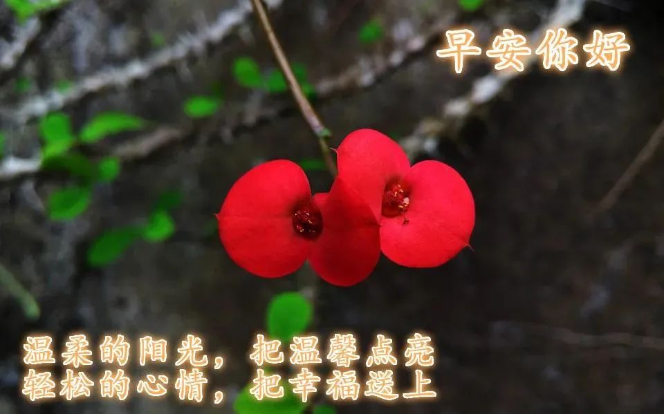 早安心语:不要尽力而为,而要全力以赴(图7) 早安心灵鸡汤励志职场_2021职场鸡汤_职场正能量早安语录