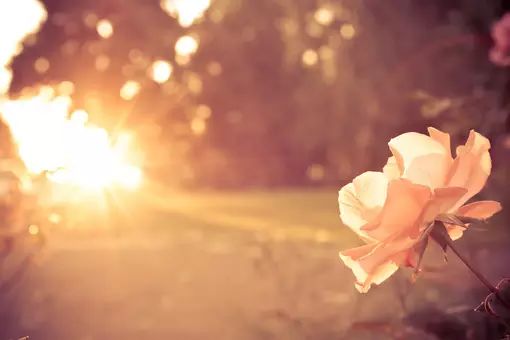 女人职场励志语录_女人职场励志说说_职场女性励志说说