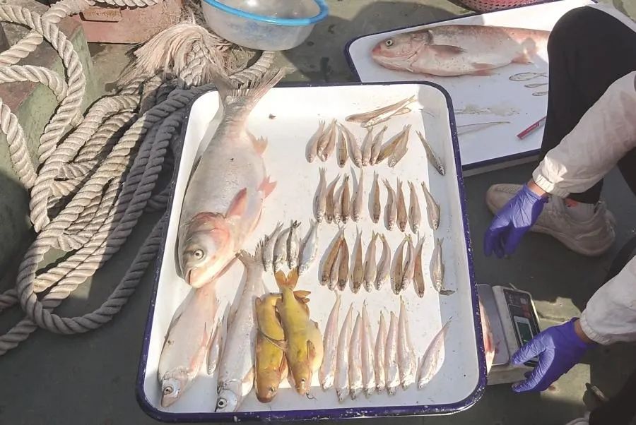 凤台淮河二桥_凤台淮河大桥_凤台淮河二桥多长