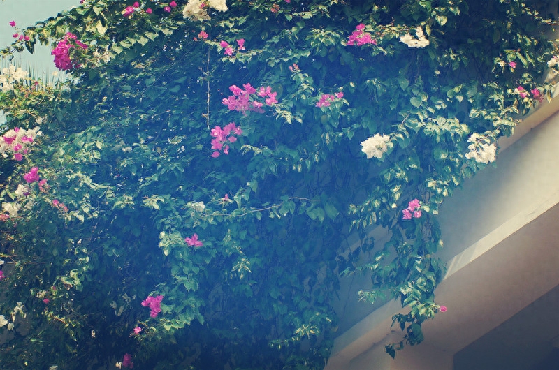 云南农业大学招聘网_招聘云南农业大学教师公告_云南农业大学招聘