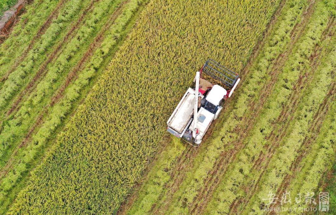 凤台县政务网_凤台县政府办_安徽省凤台政府网