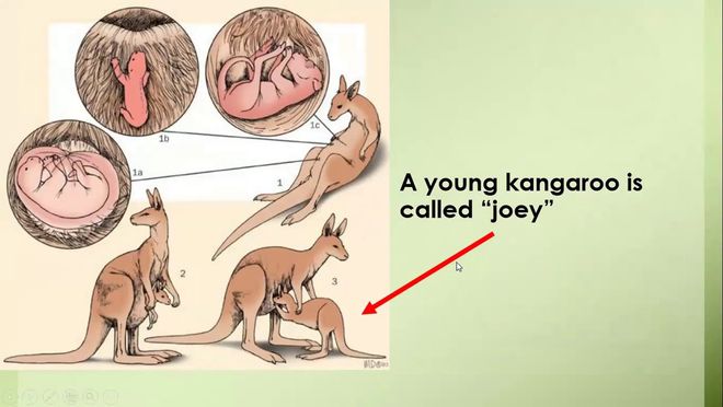 职场动物进化手册免费阅读_职场动物进化手册在线阅读_动物职场进化论