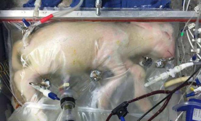 职场动物进化手册在线阅读_职场动物进化手册免费阅读_动物职场进化论